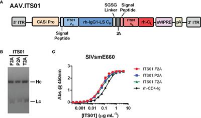 A strategy for high antibody expression with low anti-drug antibodies using AAV9 vectors